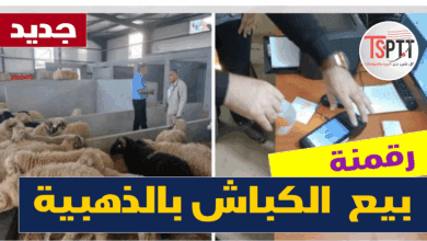 إعلان هام | بداية بيع الكباش المستوردة