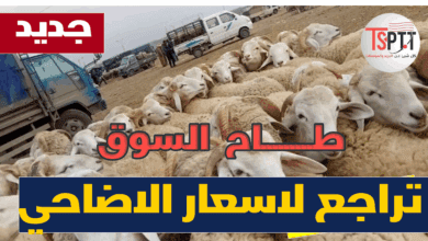 بب إنهيار كبير في أسعار الأضاحي المحلية
